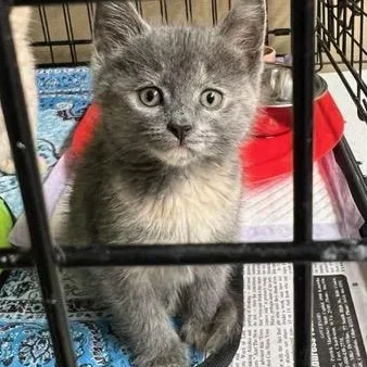 A baby medium-sized female Dilute Tortoiseshell cat named Piper for adoption in Saint Marys, WV