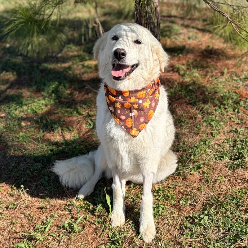 An adult medium-sized female Great Pyrenees dog named Mae for adoption in Bastrop, TX