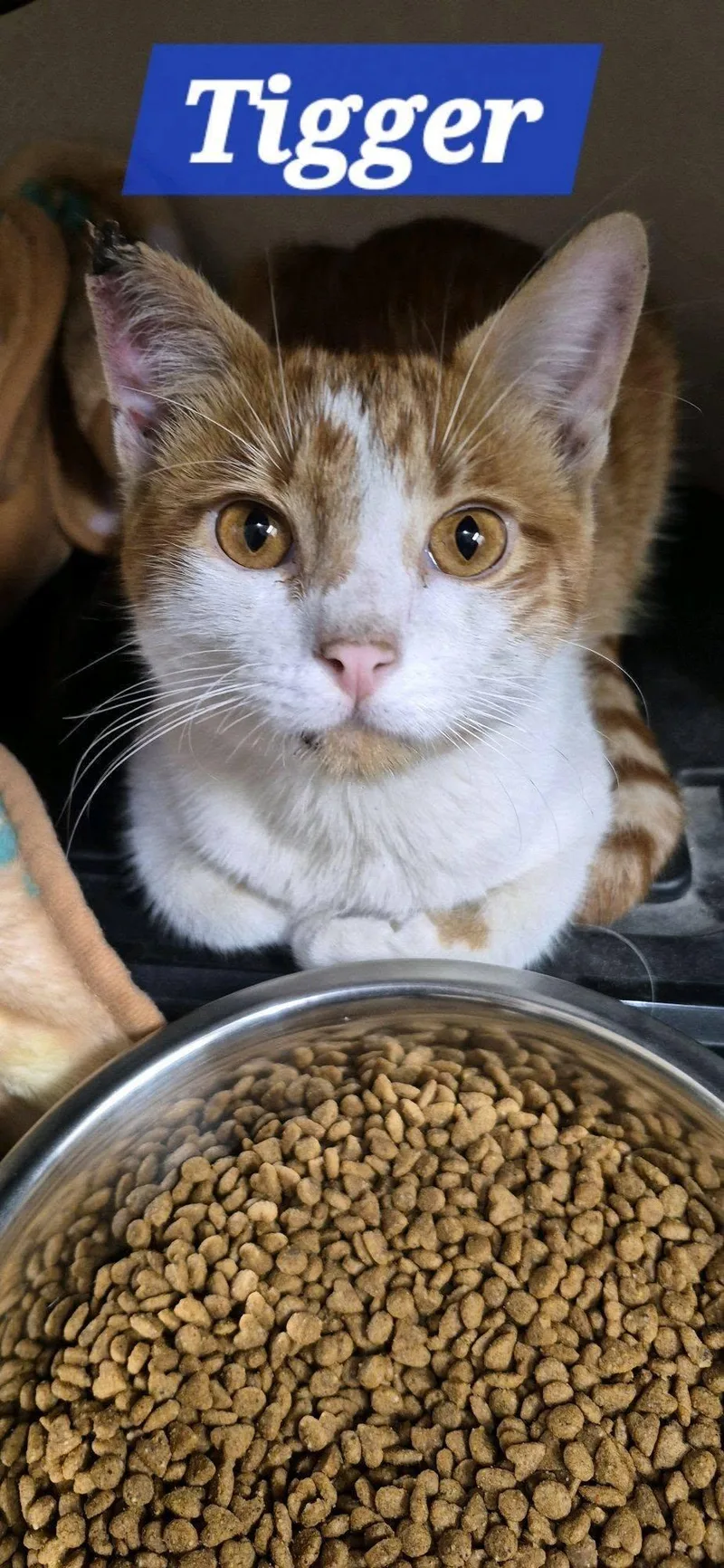 An adult large-sized male Orange & White Domestic Short Hair cat named Tigger for adoption in Midlothian, TX