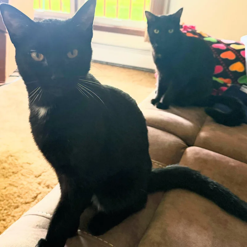 A young medium-sized male Black Domestic Short Hair cat named Lebron Bonded Wjordan for adoption in Rockford, MI