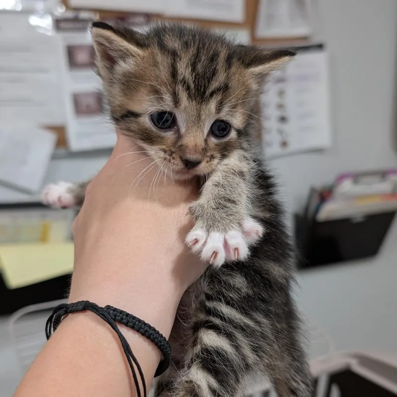 A baby small-sized male Brown / Chocolate Domestic Short Hair cat named Bottle Baby for adoption in Buchanan Dam, TX