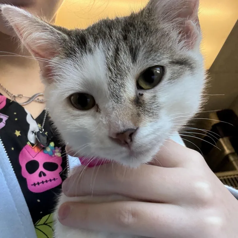 A baby small-sized female Brown / Chocolate Domestic Short Hair cat named Liberty for adoption in Columbia Station, OH