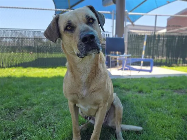 An adult large-sized female Labrador Retriever dog named Sarabi for adoption in Auburn, CA