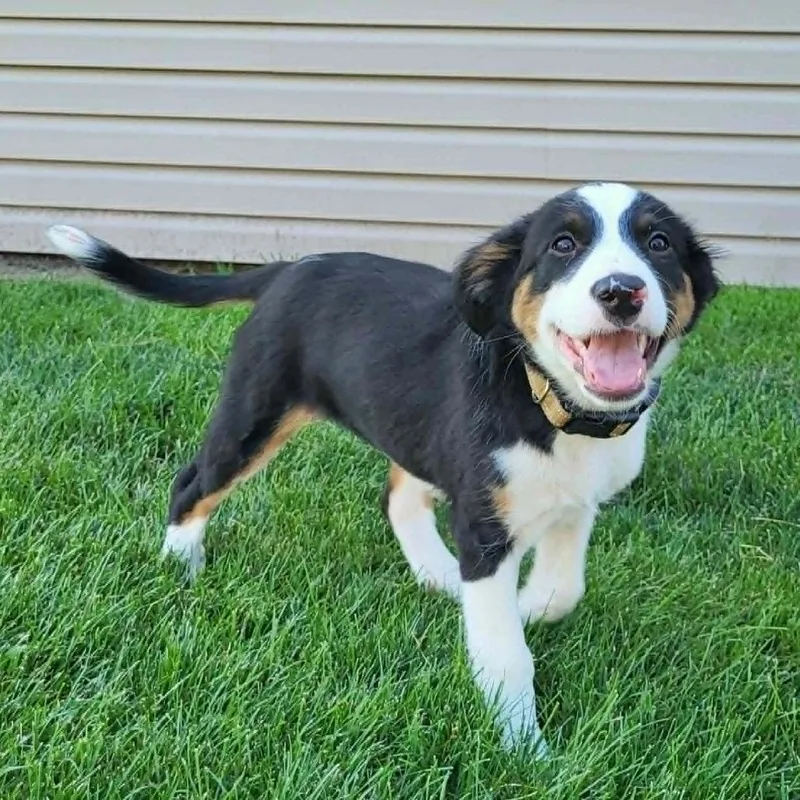 A baby medium-sized female White / Cream Mixed Breed dog named Coral for adoption in Joliet, IL