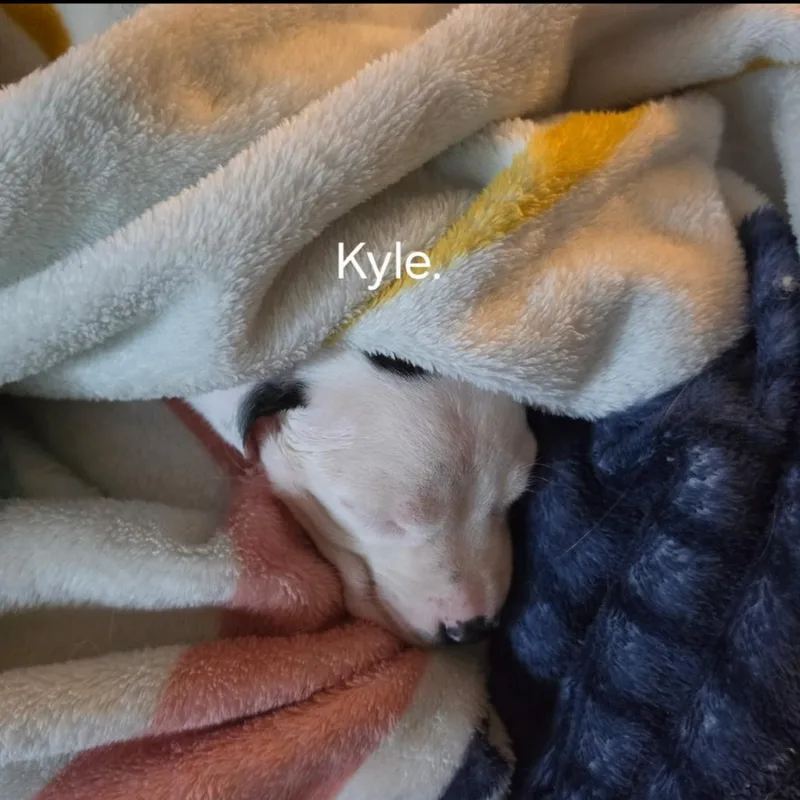 A baby small-sized male White / Cream Mixed Breed dog named Kyle for adoption in Rockville, MD