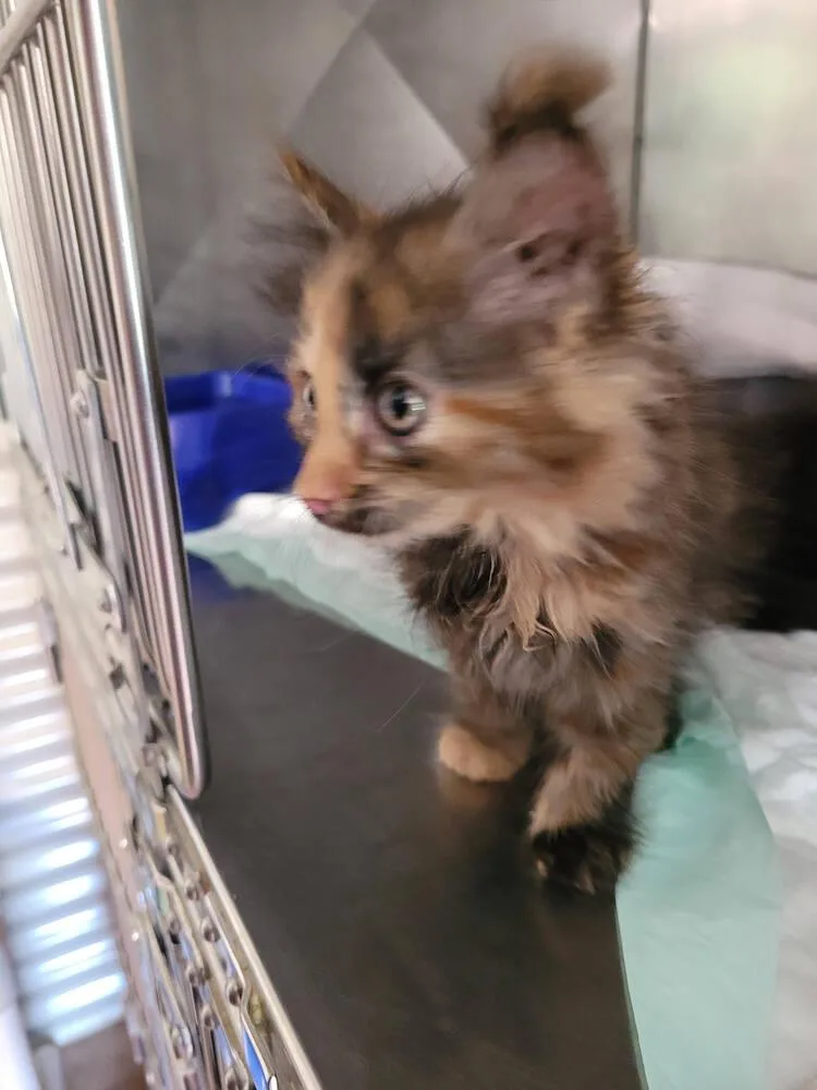 A baby small-sized female Domestic Long Hair cat named Jocelyn for adoption in Linton, IN
