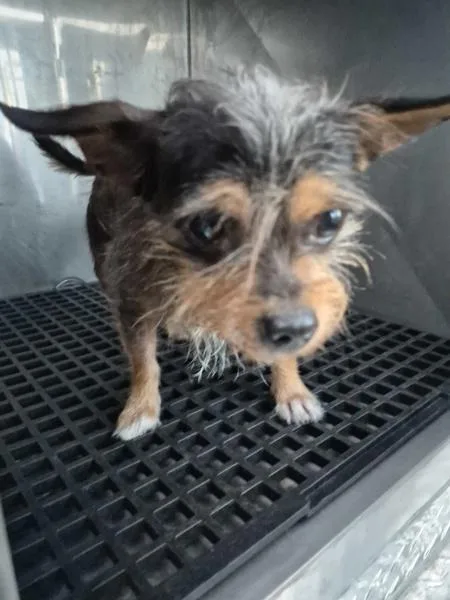 An adult small-sized female Terrier dog named Pen June for adoption in Lawrenceville, GA