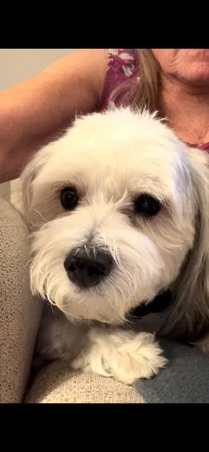 Teddy