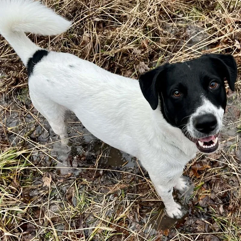 An adult medium-sized male Black Australian Shepherd dog named Oreo for adoption in Joliet, IL