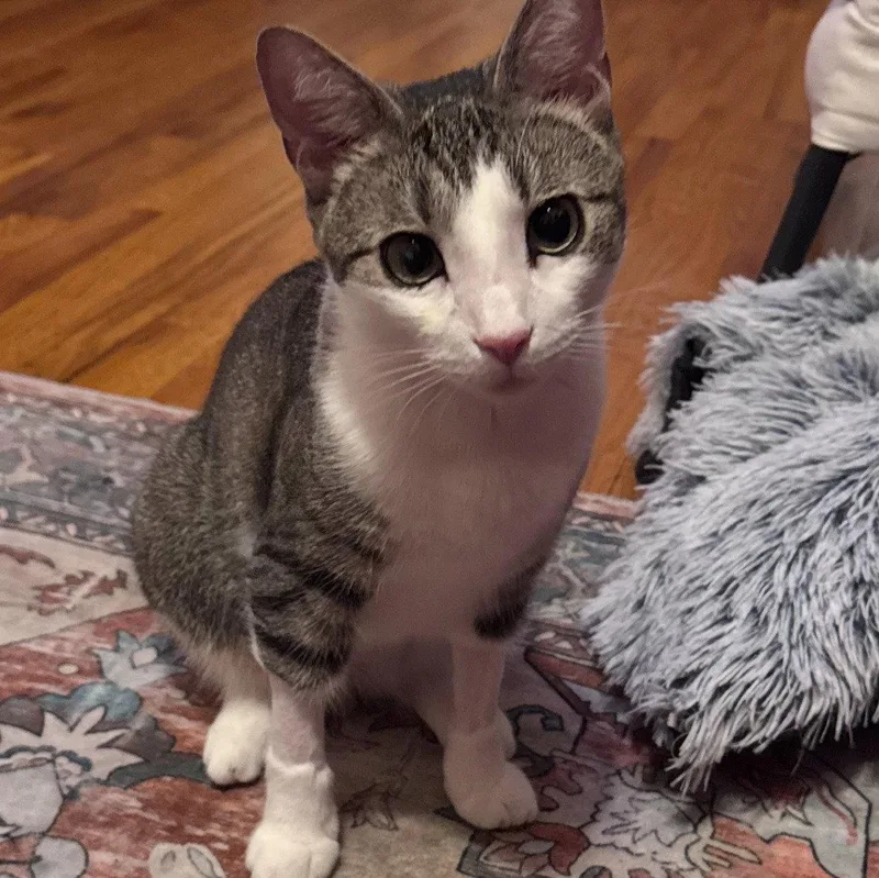 An adult medium-sized male Domestic Short Hair cat named Plum for adoption in Brooklyn, NY