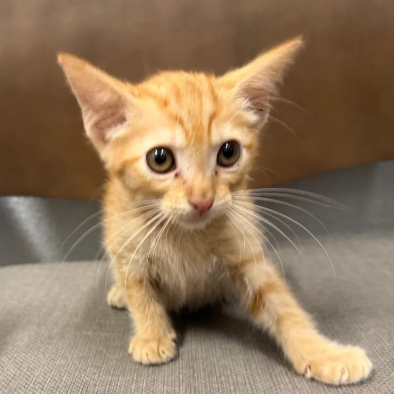 A baby small-sized female Orange / Red Domestic Short Hair cat named Cutie for adoption in Midland, TX