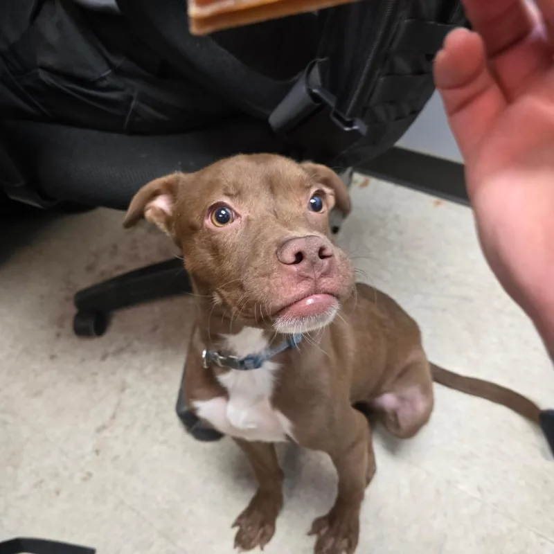 A young medium-sized male Brown / Chocolate Boxer dog named StrayMilgenRoad for adoption in Columbus, GA