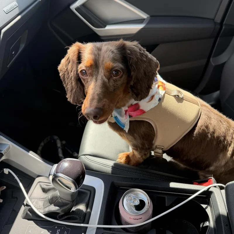 An adult small-sized male Brown / Chocolate Dachshund dog named Max for adoption in Fairfax Station, VA