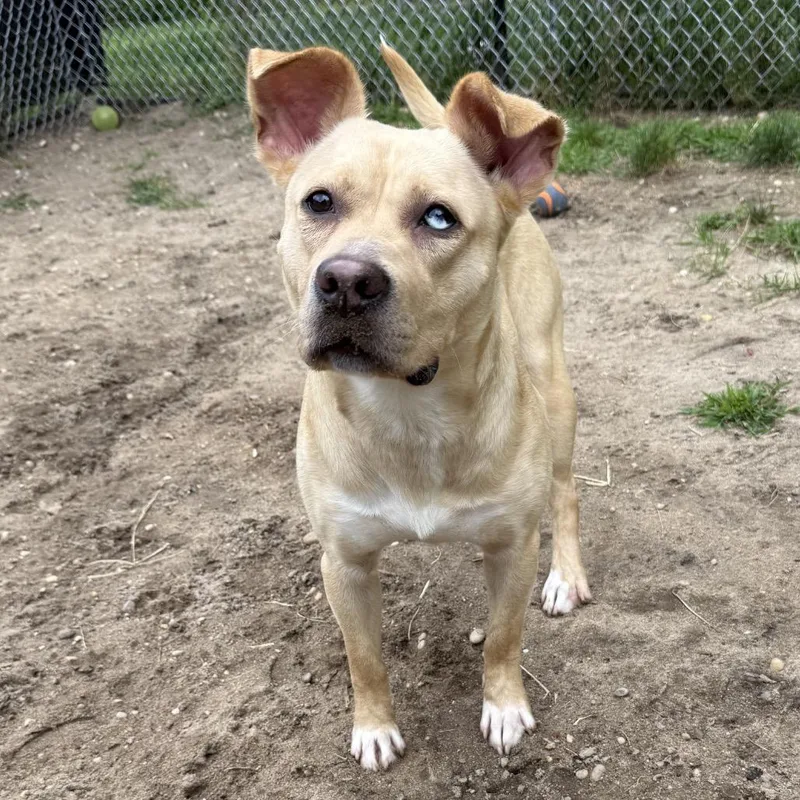 A young medium-sized male Yellow / Tan / Blond / Fawn American Staffordshire Terrier dog named Keylime for adoption in Calverton, NY