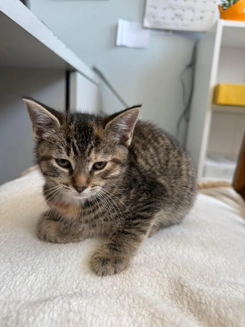 A young small-sized female Tabby (Brown / Chocolate) Domestic Short Hair cat named Naomi for adoption in Freeport, NY