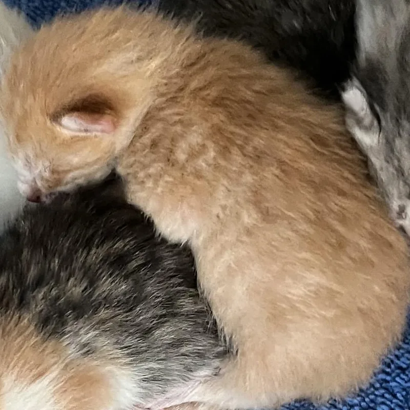 A baby small-sized male Orange / Red Domestic Short Hair cat named Sailor for adoption in Leander, TX