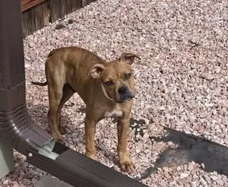 A baby medium-sized male Brown / Chocolate Boxer dog named Potato for adoption in Colorado Springs, CO