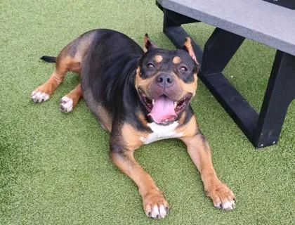 An adult large-sized female Mixed Breed dog named Muriel for adoption in Athens, GA