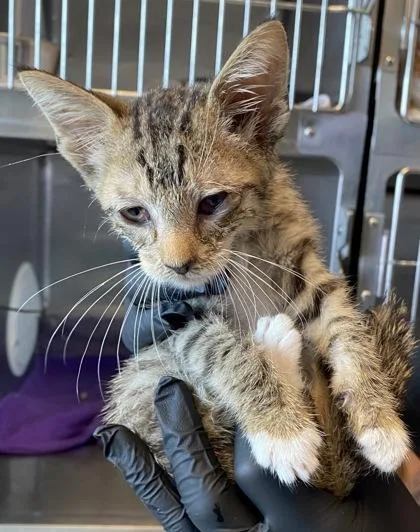 A baby small-sized male Brown / Chocolate Domestic Short Hair cat named 61758532 for adoption in El Paso, TX