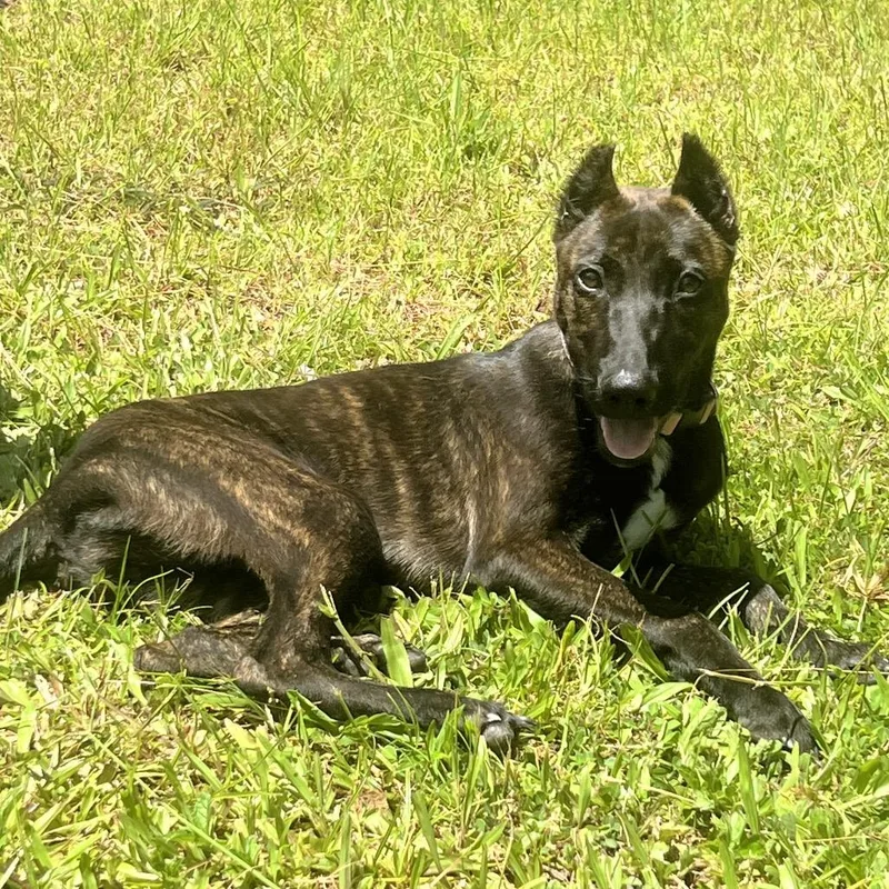 A young medium-sized female Brindle Belgian Shepherd / Malinois dog named A'ama for adoption in Keaau, HI