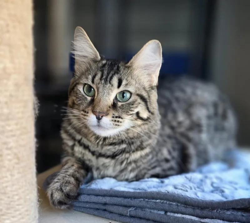 A young medium-sized female Domestic Medium Hair cat named Legacy for adoption in Palmer, AK