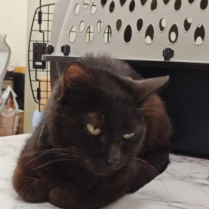 A senior medium-sized female Black Domestic Medium Hair cat named IEPAStray for adoption in Upland, CA