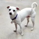 A young small-sized male White / Cream Chihuahua dog named Buddyaka Tango for adoption in Green Valley, AZ