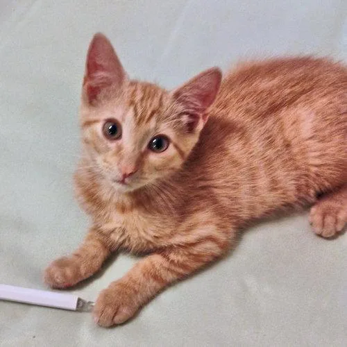 A baby medium-sized male Tabby (Orange / Red) Tabby cat named Kody for adoption in Rutherfordton, NC