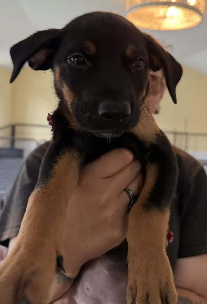 A baby small-sized female Brown / Chocolate American Bulldog dog named Koda  red for adoption in Lakeland, FL