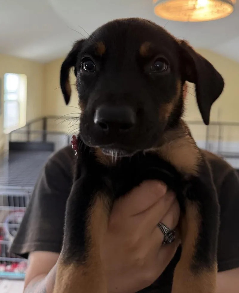 Koda  red thumbnail 2