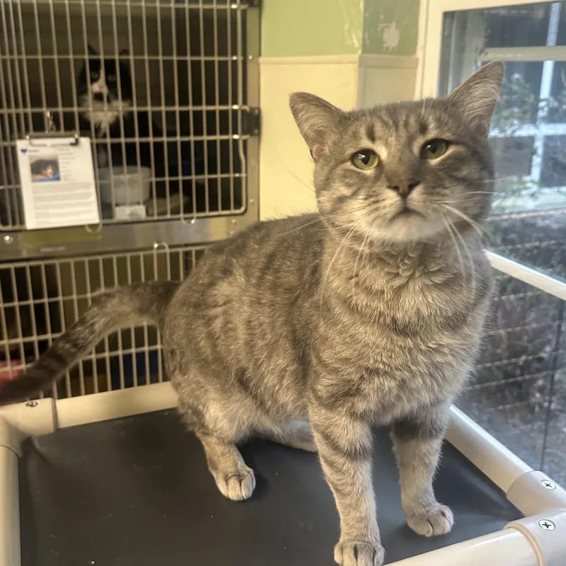 An adult large-sized male Gray / Blue / Silver Domestic Short Hair cat named Leo for adoption in Columbia Station, OH