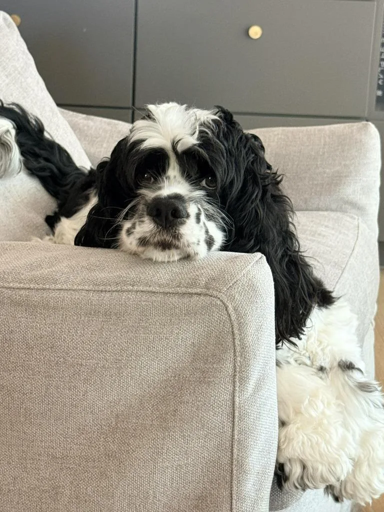 A young small-sized male Cocker Spaniel dog named Diego for adoption in Austin, TX