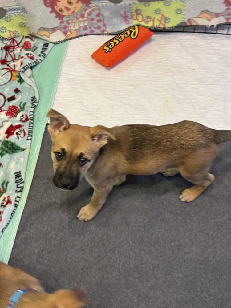 Chambray thumbnail 3