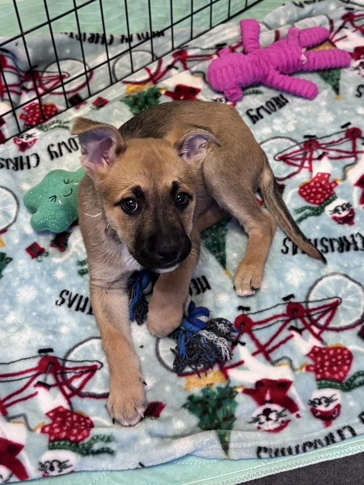 Chambray thumbnail 4