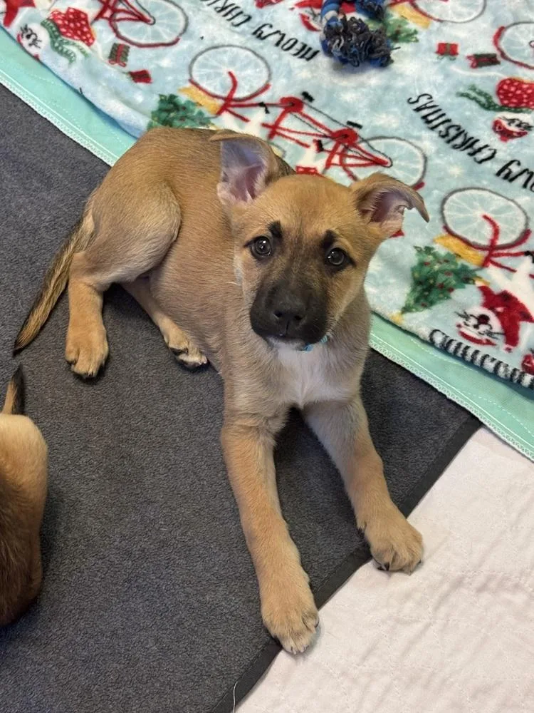 Chambray thumbnail 5