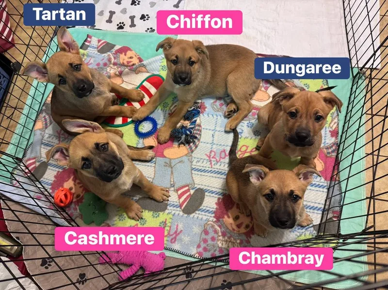 Chambray thumbnail 6