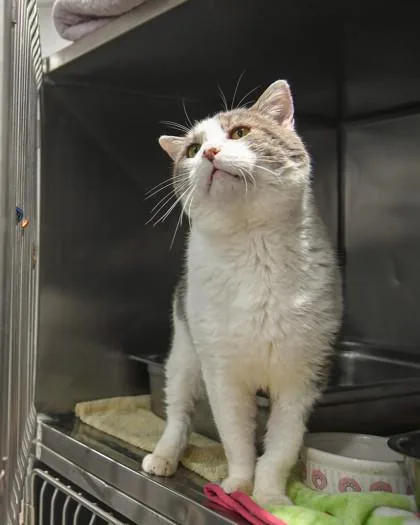 St. Nick thumbnail 2