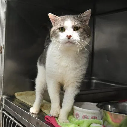 St. Nick thumbnail 3