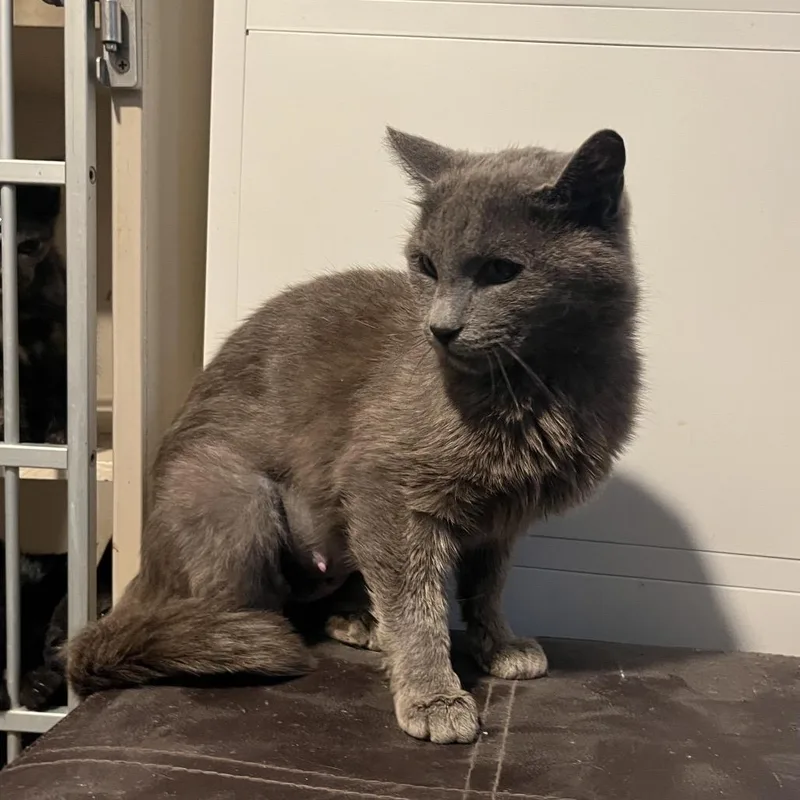 An adult medium-sized female Gray / Blue / Silver Domestic Short Hair cat named Catalina for adoption in Normal, IL