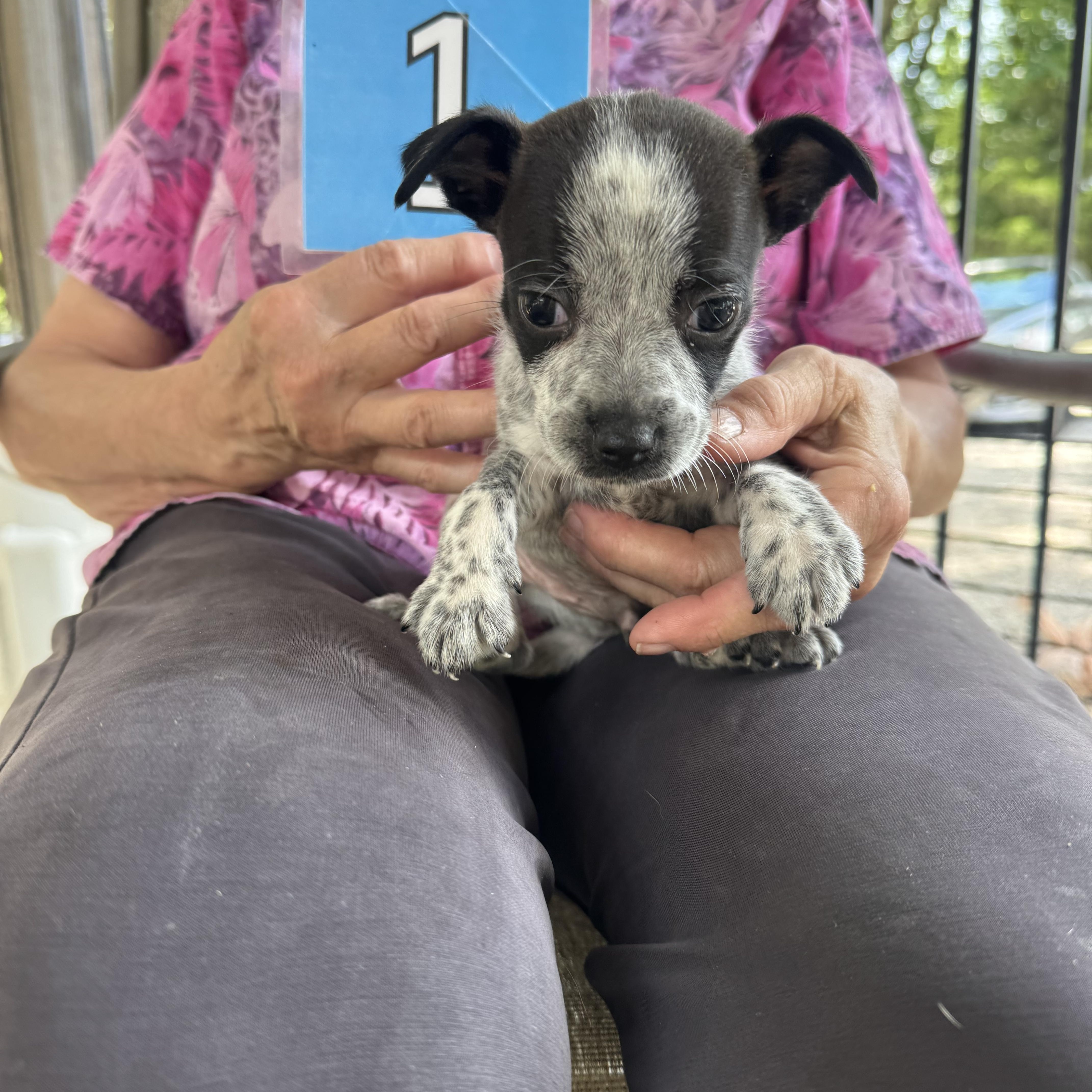 A baby small-sized male White / Cream Chihuahua dog named Bronco for adoption in Hamilton , NJ