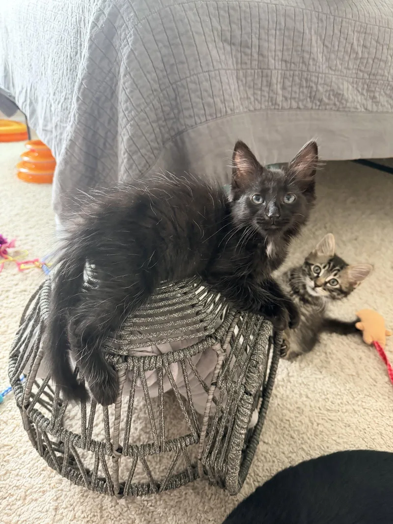 A young medium-sized male Domestic Long Hair cat named Punch List for adoption in Camden, SC