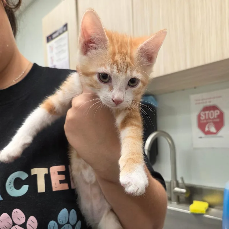 A baby small-sized male Orange / Red Domestic Short Hair cat named Fable for adoption in Chattanooga, TN