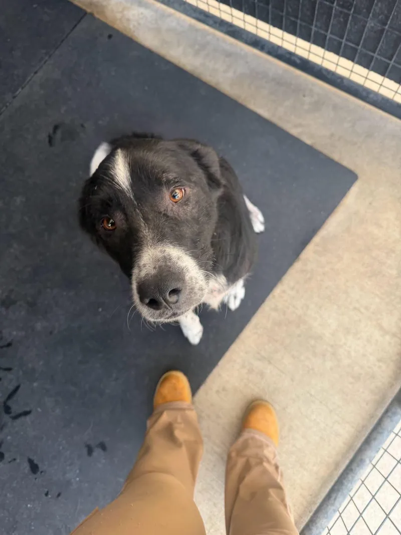 A young medium-sized male Australian Shepherd dog named Tom for adoption in Rowlett, TX