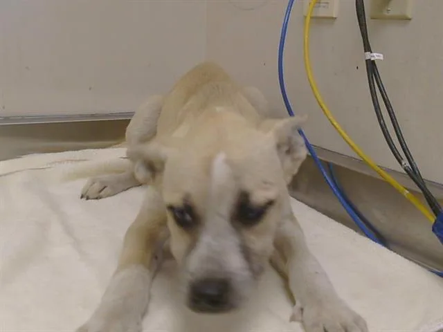 A baby small-sized female German Shepherd Dog dog named Shelby for adoption in Sacramento, CA