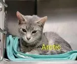 An adult medium-sized male Gray & White Domestic Short Hair cat named Arctic for adoption in Moline, IL