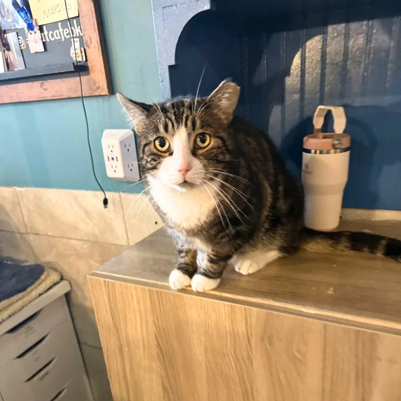An adult medium-sized male Domestic Short Hair cat named McMuffin for adoption in Brooklyn, NY