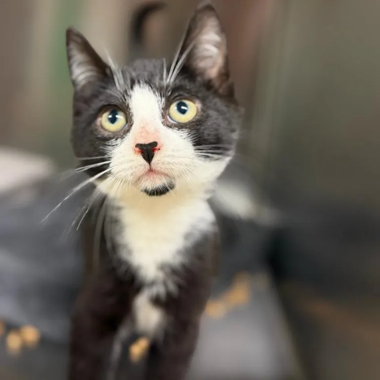 A young small-sized male Black & White / Tuxedo Domestic Short Hair cat named Crawlspace Carl for adoption in Wayne, NJ