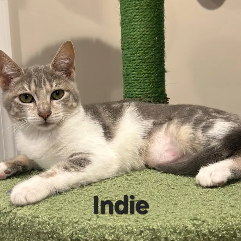 Indie thumbnail 2