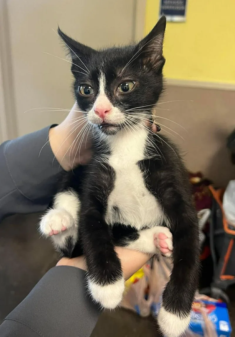 A young medium-sized male Black Domestic Short Hair cat named Mario for adoption in Rockwall, TX