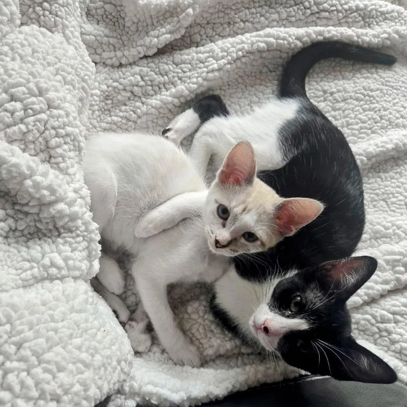 A baby small-sized female Black Domestic Short Hair cat named Franny for adoption in Boerne, TX